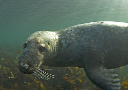 Passing by.
Grey seal pup, Farne Islands.
10.5mm by Mark Thomas 